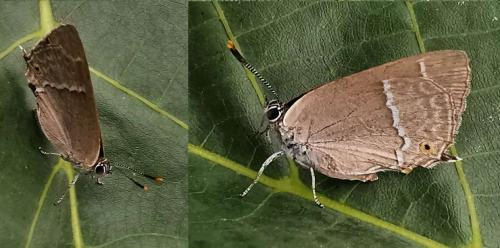 Réf. 333 227 : Favonius quercus